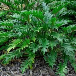 Philodendron Xanadu -Plant Sale Store philodendron xanadu 500