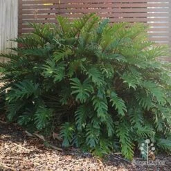 Philodendron Xanadu -Plant Sale Store philodendron xanadu home