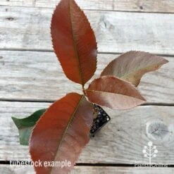 Photinia Black Jack 18 Photinia Black Jack -Plant Sale Store photinia black jack 1