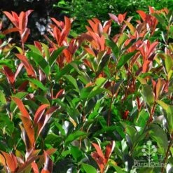 Photinia Red Robin -Plant Sale Store photinia fraseri red robin 4