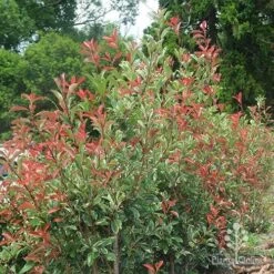 Photinia Pink Marble 21 Photinia Pink Marble -Plant Sale Store photinia pink marble hedge nursery