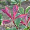 Photinia Pink Marble 1 Photinia Pink Marble -Plant Sale Store photinia pink marble leaves