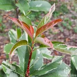 Photinia Pink Marble 22 Photinia Pink Marble -Plant Sale Store photinia pink marble 1