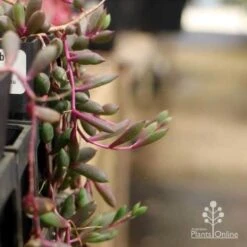 Othonna Ruby Necklace - Little Pickles - Succulent 14 Othonna Ruby Necklace - Little Pickles - Succulent -Plant Sale Store pickles othonna