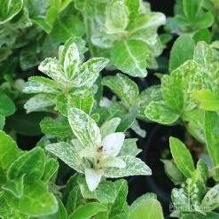 Euonymus Pierrolino - Variegated Spindle -Plant Sale Store pierrolino img 0527