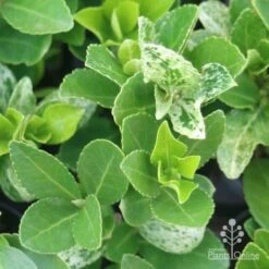 Euonymus Pierrolino - Variegated Spindle -Plant Sale Store pierrolino leaf markings