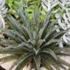 Mangave Pineapple Express - Succulent -Plant Sale Store pineapple express