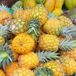 Pineapple Pure Gold 14 Pineapple Pure Gold -Plant Sale Store pineapple gold 500