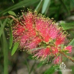 Callistemon Pink Champagne -Plant Sale Store pink champagne 1 1