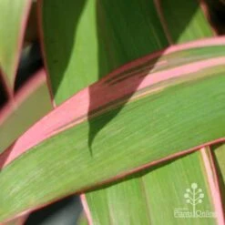 Cordyline Fruticosa Pink Diamond -Plant Sale Store pink diamond leaf 1