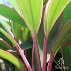 Cordyline Fruticosa Pink Diamond -Plant Sale Store pink diamond stem