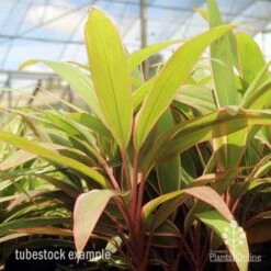 Cordyline Fruticosa Pink Diamond -Plant Sale Store pink diamond tubestock