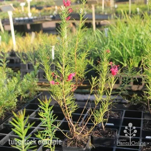 Grevillea Pink Pearl 12 Grevillea Pink Pearl - Image 10