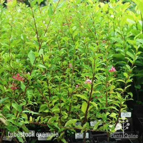 Malpighia Pixie - Acerola 14 Malpighia Pixie - Acerola - Image 12