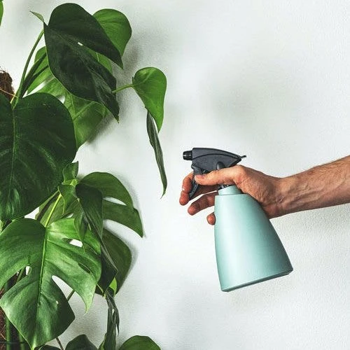 Monstera Deliciosa - Fruit Salad Plant, Swiss Cheese 6 Monstera Deliciosa - Fruit Salad Plant, Swiss Cheese - Image 4