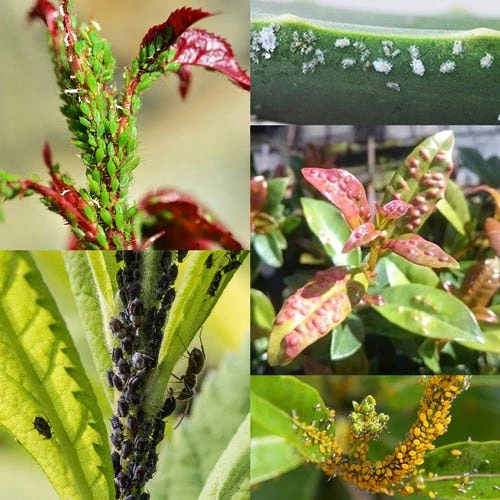 Confidor - Garden Insecticide Tablets 4 Confidor - Garden Insecticide Tablets - Image 2