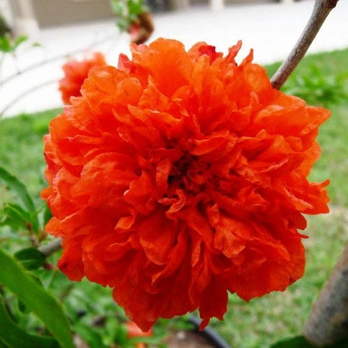 Pomegranate Double Orange 3 Pomegranate Double Orange