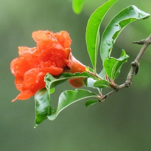 Pomegranate Double Orange 4 Pomegranate Double Orange - Image 2