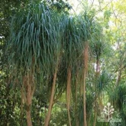 Beaucarnea - Ponytail Palm -Plant Sale Store ponytail 1 1