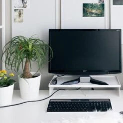 Beaucarnea - Ponytail Palm -Plant Sale Store ponytail home office