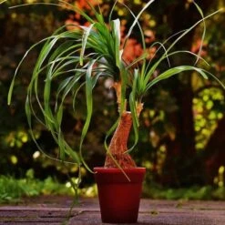 Beaucarnea - Ponytail Palm -Plant Sale Store ponytail potted 2