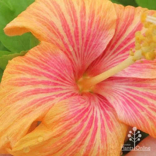 Hibiscus Popsicle 4 Hibiscus Popsicle - Image 2