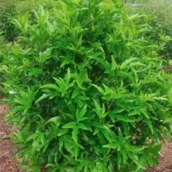 Hibiscus Popsicle 15 Hibiscus Popsicle -Plant Sale Store popsicle shrub