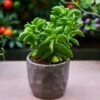 Peperomia Dolabriformis - Prayer Pepper - Succulent 2 Peperomia Dolabriformis - Prayer Pepper - Succulent -Plant Sale Store prayer pepper