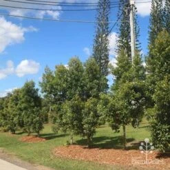 Elaeocarpus Prima Donna - Blueberry Ash 18 Elaeocarpus Prima Donna - Blueberry Ash -Plant Sale Store prima donna nursery drive