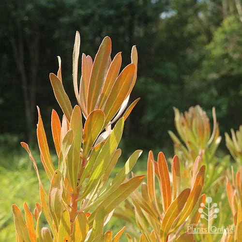 Protea Pink Ice 6 Protea Pink Ice - Image 4