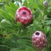 Protea Pink Ice -Plant Sale Store proteas bush