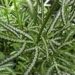 Pteris - Slender Brake Fern 18 Pteris - Slender Brake Fern -Plant Sale Store pteris victoiare