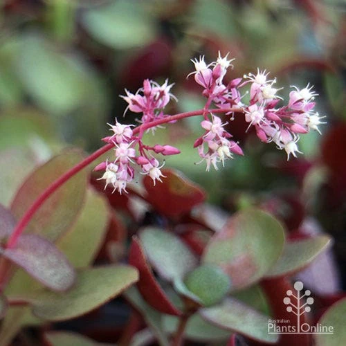 Crassula Purple Dragon - Fairy Crassula 7 Crassula Purple Dragon - Fairy Crassula - Image 5