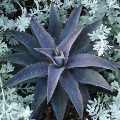 Mangave Purple People Eater - Succulent 10 Mangave Purple People Eater - Succulent -Plant Sale Store purple people eater 2