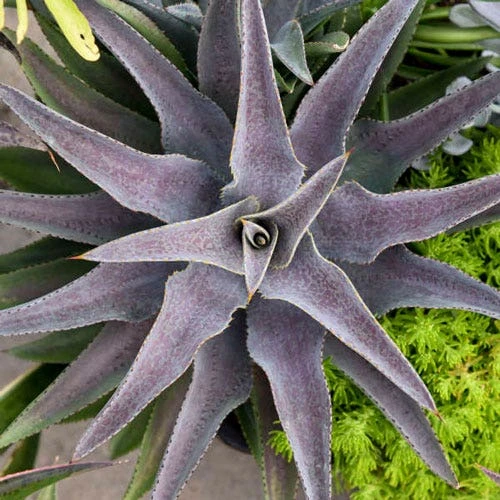 Mangave Purple People Eater - Succulent 3 Mangave Purple People Eater - Succulent