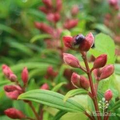 Tibouchina Purple Star 14 Tibouchina Purple Star -Plant Sale Store purple star buds rain