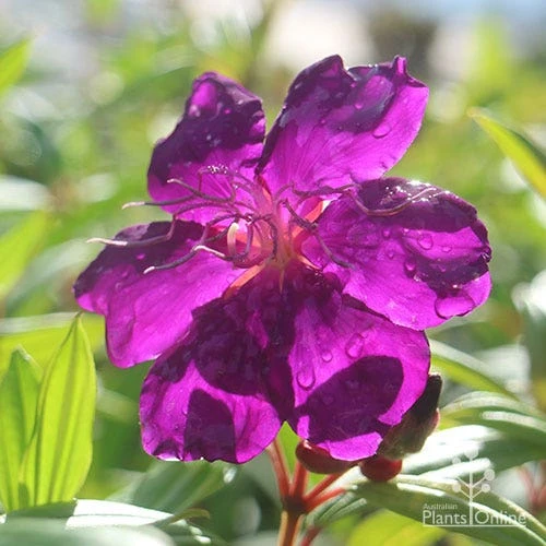 Tibouchina Purple Star 4 Tibouchina Purple Star - Image 2