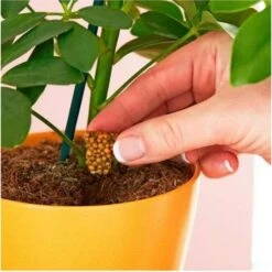 Miracle Gro Push & Feed Plant Food -Plant Sale Store push and feed