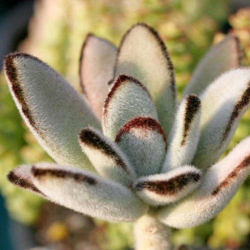 Kalanchoe Tomentosa – Panda Plant - Succulent 4 Kalanchoe Tomentosa – Panda Plant - Succulent - Image 2