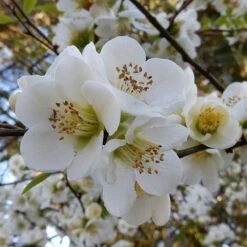 Chaenomeles Nivalis - Japanese Quince 13 Chaenomeles Nivalis - Japanese Quince -Plant Sale Store quince nivalis crop