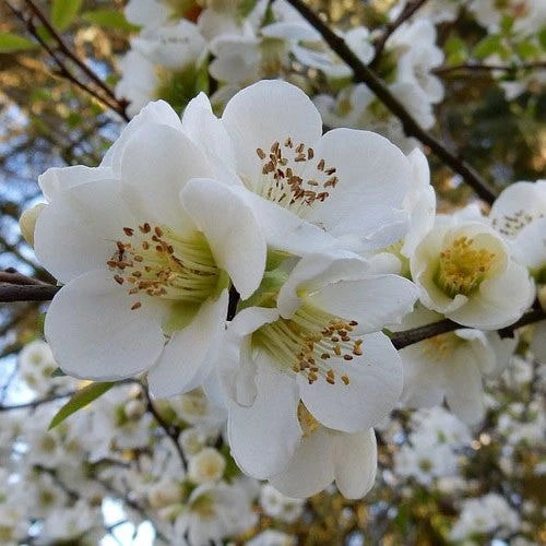 Chaenomeles Nivalis - Japanese Quince 5 Chaenomeles Nivalis - Japanese Quince - Image 3