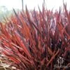 Cordyline Australis Red Sensation 1 Cordyline Australis Red Sensation -Plant Sale Store red sensation backlit