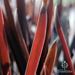 Cordyline Australis Red Sensation -Plant Sale Store red sensation leaf