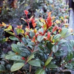 Syzygium Resilience - Lilly Pilly -Plant Sale Store resilience leaf colour