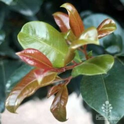 Syzygium Resilience - Lilly Pilly -Plant Sale Store resilience leaf colours