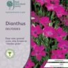 Dianthus - Maiden Pink - Seed 2 Dianthus - Maiden Pink - Seed -Plant Sale Store rhs dianthus