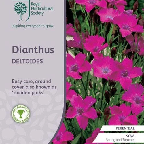 Dianthus - Maiden Pink - Seed 3 Dianthus - Maiden Pink - Seed
