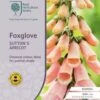 Foxglove Sutton's Apricot - Seed 2 Foxglove Sutton's Apricot - Seed -Plant Sale Store rhs foxglove apricot