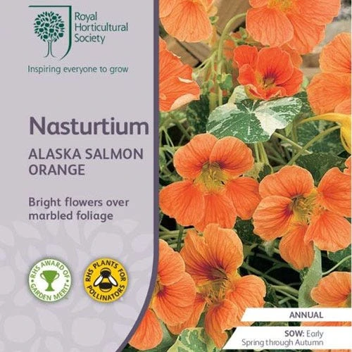 Nasturtium Alaska Salmon Variegated - Seed 4 Nasturtium Alaska Salmon Variegated - Seed - Image 2
