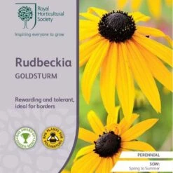 Rudbeckia - Seed -Plant Sale Store rhs rudbeckia